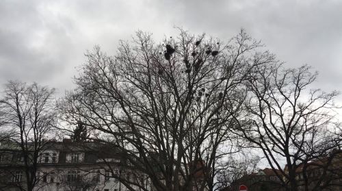 Hitchcock na Hradčanech. „Jeho“ havrani se vrátili