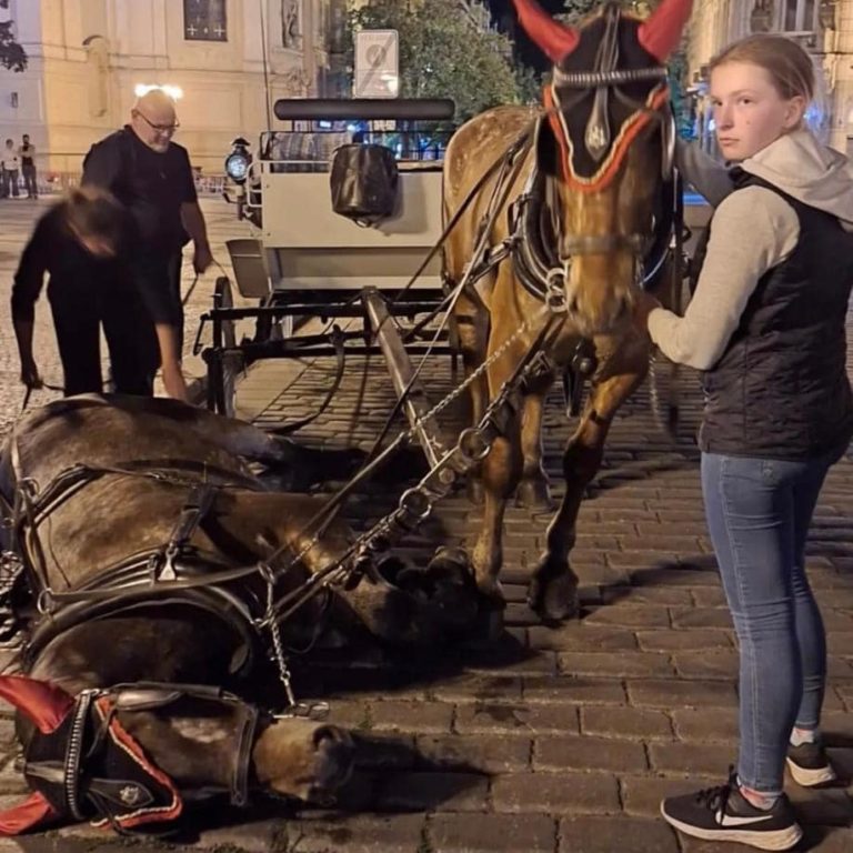 Kůň na dlažbě. Fiakři pod palbou kritiky