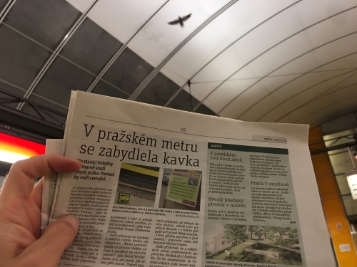 Zbloudilá kavka v metru