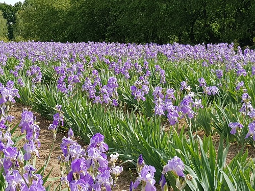 V Průhonické botanické zahradě zjistili, že kosatce jsou léčivé