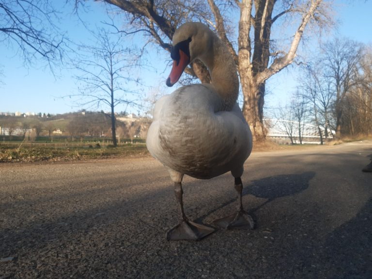 Labuť bez křídla. Nekrmte je rohlíky!