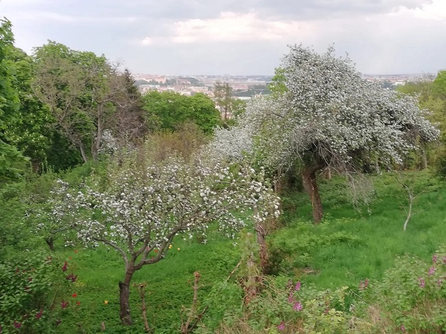 Další příroda zmizí kvůli výstavbě? Malvazinky bojují s kozlem zahradníkem