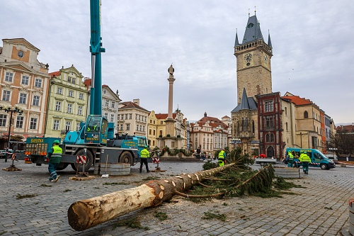 Příběh stromu ze Staromáku nekončí